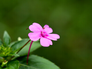 Fototapeta premium Light pink color impatiens or busy lizzie flower