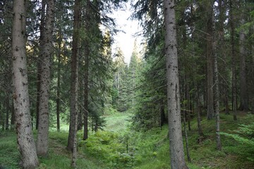HDR photography of wild forest