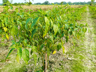 The green pepper tree has green pepper and is a farmland.