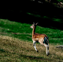 deer in the forest