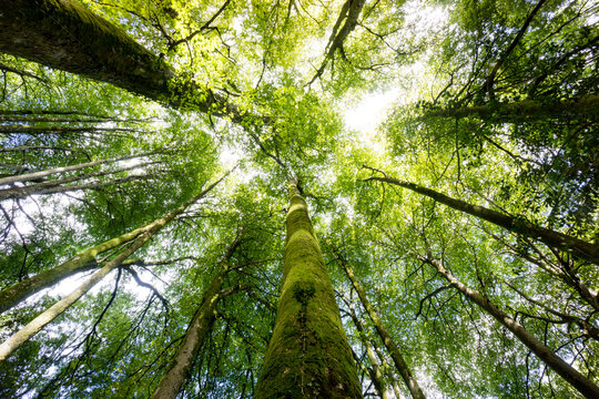 Haya com&uacute;n (Fagus sylvatica),Parque Natural de Pagoeta, Guipuzcoa, Euzkadi, Spain