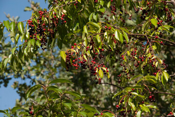 red berries on a tree