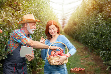 Two farmers  worker on apples plantation