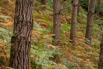 sotobosque, cerca de Kortezubi, Vizcaya, Euzkadi, Spain