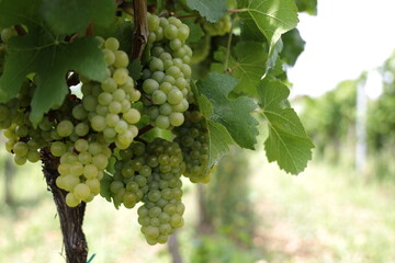 Weiße Trauben in einem Weinberg im Süden Wiens.
Trauben können frisch als Tafeltrauben gegessen...
