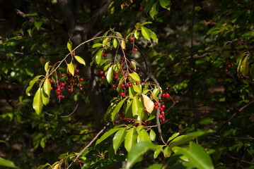 red berries on the tree