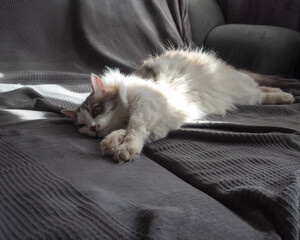 A fluffy tortoiseshell cat lies on a sofa covered with a gray blanket