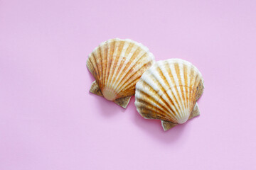 two shells on pink background