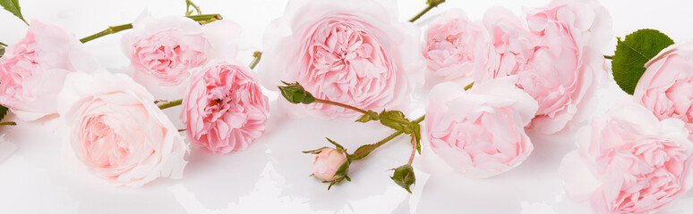Romantic banner, delicate pink roses flowers close-up. Fragrant pink petals