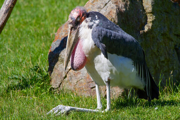 
wild colorful exotic stork by the pond in the grass outdoors in nature