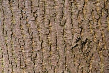 Verschiedene Baumrinden mit unterschiedlichen Struktur und Farben. 