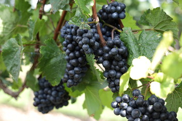 Rote Weintrauben in einem Weinberg im Süden Wiens.
Trauben können frisch als Tafeltrauben gegessen oder zur Herstellung von Wein, Marmelade, Traubensaft, Gelee, Traubenkernextrakt, Rosinen und Essig.