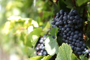 Rote Weintrauben in einem Weinberg im Süden Wiens.
Trauben können frisch als Tafeltrauben...