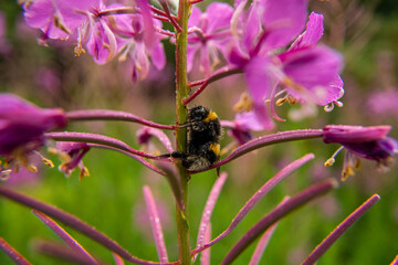 Bumble bee resting on a flower during a rainy evening