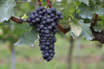Rote Weintrauben in einem Weinberg im S&uuml;den Wiens.
Trauben k&ouml;nnen frisch als Tafeltrauben gegessen oder zur Herstellung von Wein, Marmelade, Traubensaft, Gelee, Traubenkernextrakt, Rosinen und Essig.