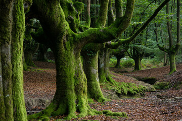 Obraz premium Hayedo de Otzarreta, fagus Sylvatica,parque natural Gorbeia,Alava- Vizcaya, Euzkadi, Spain