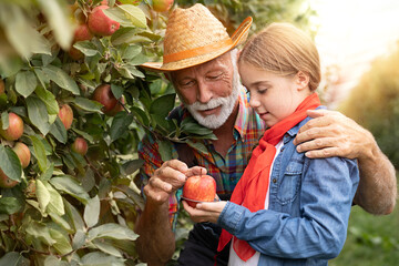 Grandfather with granddaughter with apple in orchard