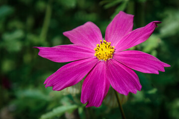 close up of a magenta flower from the Asteroideae subfamily