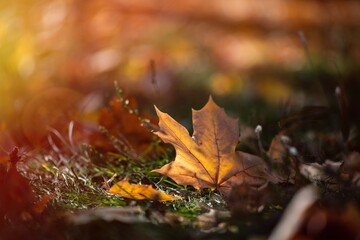 Nice yellow orange red leaves  nature background abstract macro close up autumn