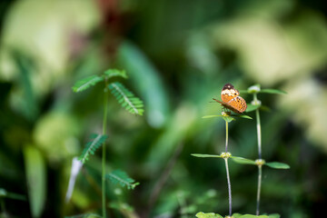 butterfly