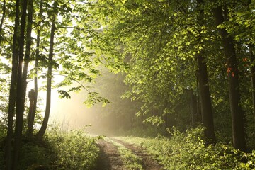 Country road through the spring forest at sunrise