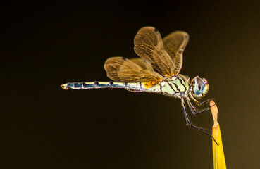 Wild Life 