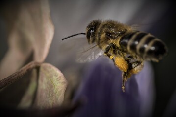 bee in flight