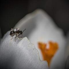 ant on a leaf