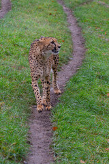 leopard in the grass