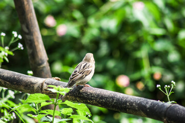 Wild Life 