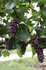 Rote Weintrauben in einem Weinberg im S&uuml;den Wiens.
Trauben k&ouml;nnen frisch als Tafeltrauben gegessen oder zur Herstellung von Wein, Marmelade, Traubensaft, Gelee, Traubenkernextrakt, Rosinen und Essig.