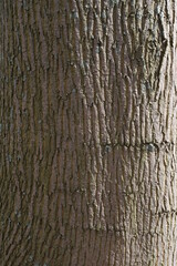 Verschiedene Baumrinden mit unterschiedlichen Struktur und Farben. 