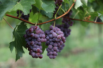 Rote Weintrauben in einem Weinberg im Süden Wiens.
Trauben können frisch als Tafeltrauben gegessen oder zur Herstellung von Wein, Marmelade, Traubensaft, Gelee, Traubenkernextrakt, Rosinen und Essig.