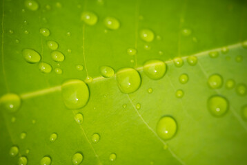Plakat Natural background of green leaves with water droplets after rain