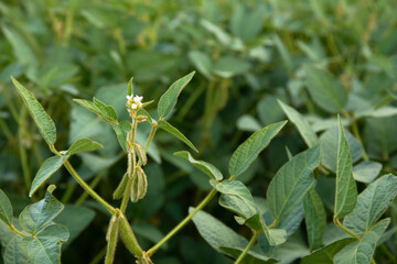 Agricultural soy plant flowering on plantation background.