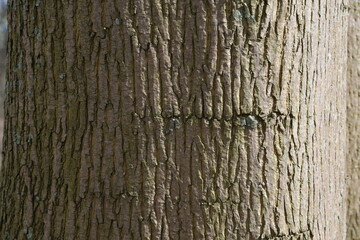 Verschiedene Baumrinden mit unterschiedlichen Struktur und Farben. 