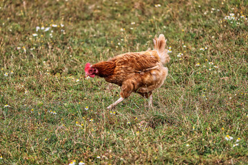 Chicken walking in a field