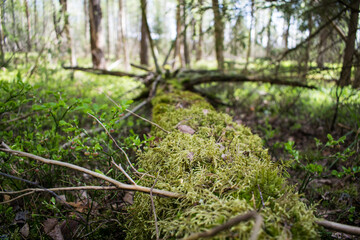 moss in the forest