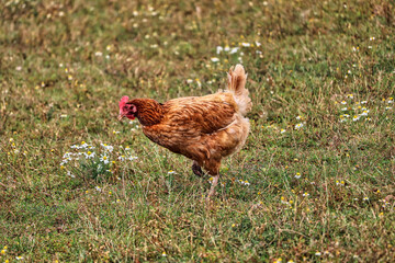Chicken walking in a field