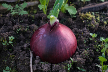 red onion growing in the garden