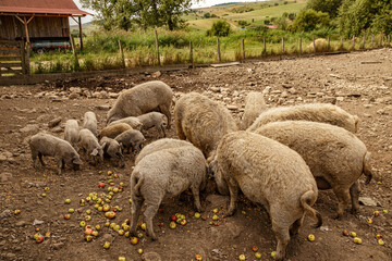 Obraz premium Herd of Mangalica