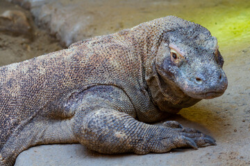 iguana on the beach