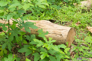 fallen tree in the tropical forest
