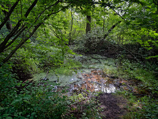 Obraz premium Natural source spring well in Padborg forest at Gendarmstien, Denmark