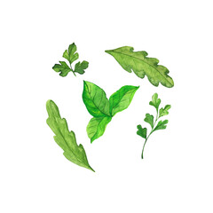 Green herbs set. Arugula, basil and parsley. Hand drawn watercolor illustration.