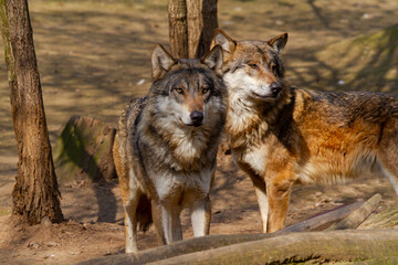 
a wild matured wolf we spend the winter in the woods and the waves of nature