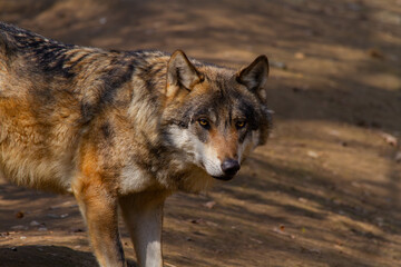 
a wild matured wolf we spend the winter in the woods and the waves of nature
