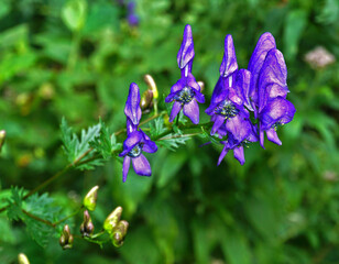 Blauer Eisenhut, Aconitum napellus, helmet flower, monkshood