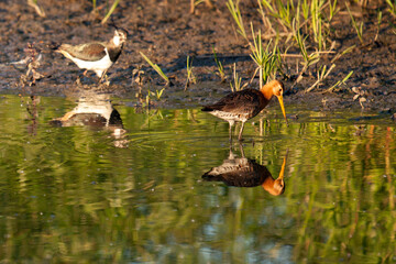 Black tailed Godwit foraging in calm water at sunset (in background a lapwing)