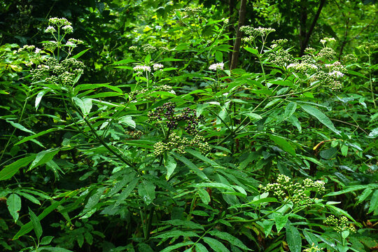 Attich, Zwerg-Holunder, Sambucus ebulus, dwarf elderberry,